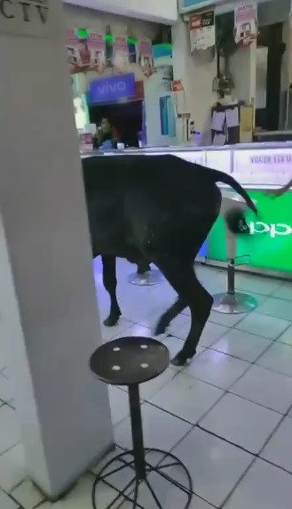 sapi masuk counter hp