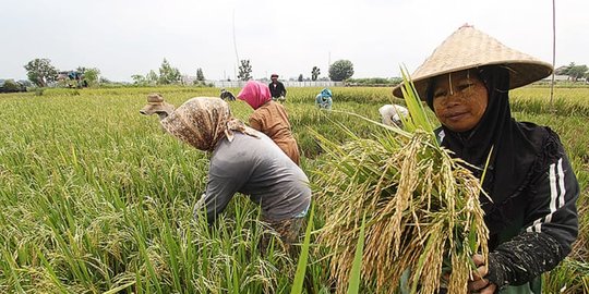 Hadapi Corona, Kementan Beri Bantuan Modal ke Petani Selama 3 Bulan