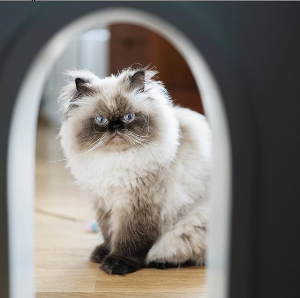 6 Cara Menghilangkan Kutu Kucing, Praktis dan Ampuh  merdeka.com