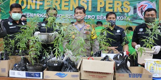 Polres Bekasi Ungkap 'Kebun' Ganja di Jakarta Utara