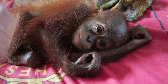 Asyiknya Wisata Virtual Orangutan Makan Ketupat di Ragunan
