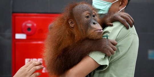 Ketika Orangutan Makan Ketupat Lebaran