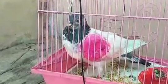 Polisi India Bebaskan Burung Merpati Diduga Mata-Mata Pakistan