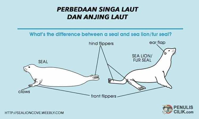 Perbedaan Singa Laut dan Anjing Laut, Serupa Tapi Tak Sama | merdeka.com