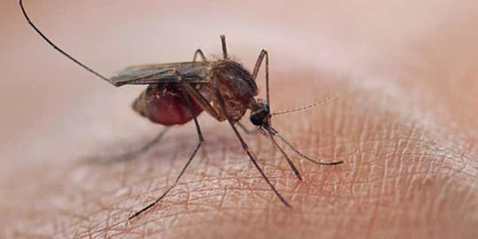 Wabah Chikungunya Jangkiti Puluhan Warga Sekampung di Garut