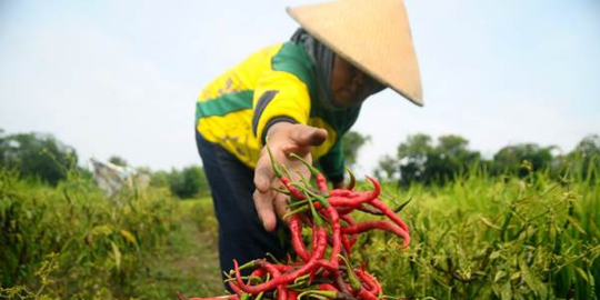 perangi stunting, kementan dorong masyarakat bercocok tanam di pekarangan rumah