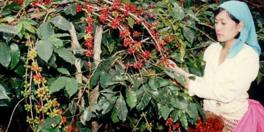 Agro Kayumas Situbondo, Kebun Kopi Arabika yang Berusia Lebih dari 100 Tahun