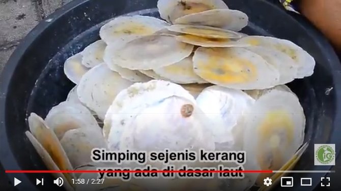 kerang simping gresik