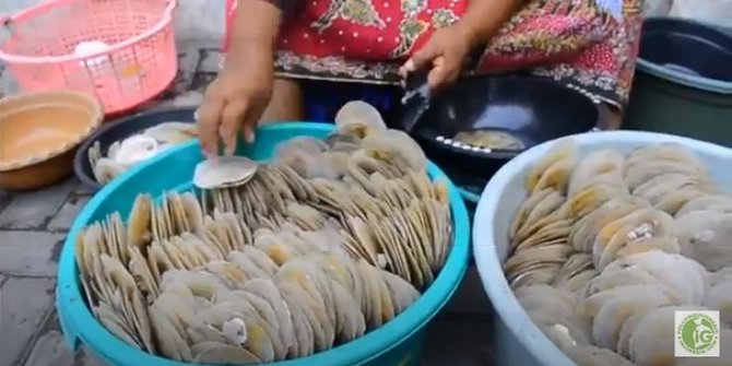 kerang simping gresik