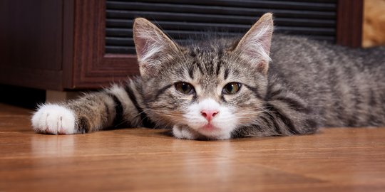 8 Penyebab Kucing Tidak Mau Makan dan Cara Cepat Mengatasinya 