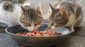 8 Penyebab Kucing Tidak Mau Makan dan Cara Cepat Mengatasinya 