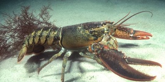 KKP Lepasliarkan 43 Ribu Benih Lobster di Pulau Liwungan Pandeglang