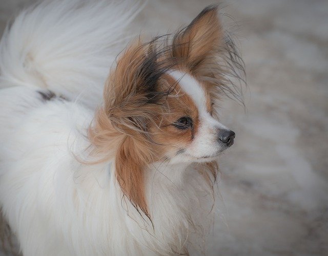 papillon