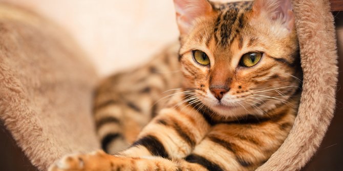 8 Cara Memandikan Kucing yang Benar, Mudah Dilakukan
