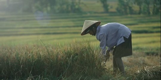 6 Fakta Serangan Hama Tikus di Blora, Rusak Ribuan Hektare Tanaman Petani