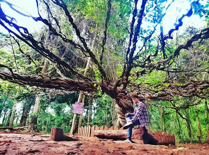 akar langit trinil lamongan