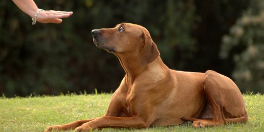 Penelitian: Anjing Bisa Deteksi Virus Corona dari Pasien Positif Covid-19