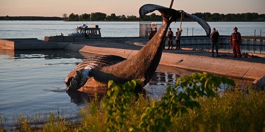 Sempat Bikin Heboh, Paus Bungkuk Mati di Quebec