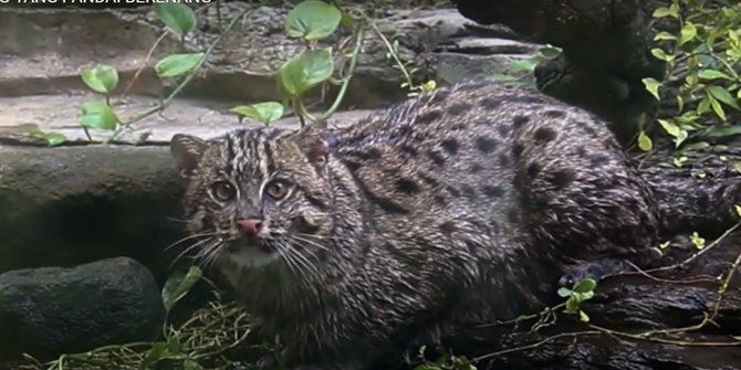 5 Potret Hewan Unik di Gembira Loka Zoo, Ada Kucing yang Bisa Berenang