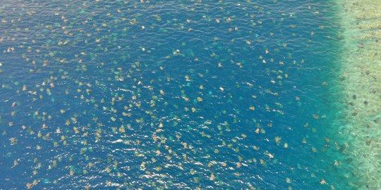 Penampakan Ribuan Penyu Hijau Langka Berenang di Laut Australia