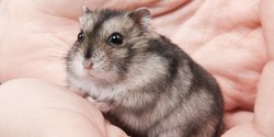 7 Makanan Hamster Alami Sehat Dan Mudah Didapatkan Merdeka Com