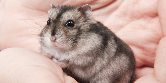 7 Makanan  Hamster Alami Sehat dan  Mudah Didapatkan 