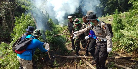 8 Ton Ganja di Ladang Kabupaten Madina Dimusnahkan