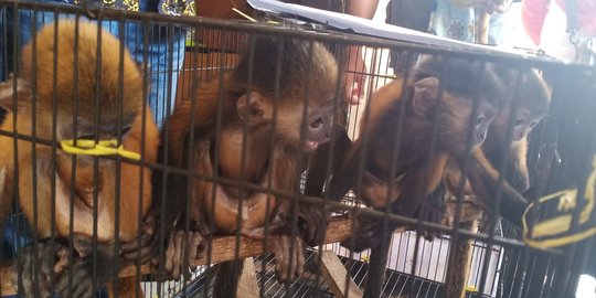 Penjual Lutung Jawa dan Kancil di Banten Ditangkap Usai Dipancing Polwan