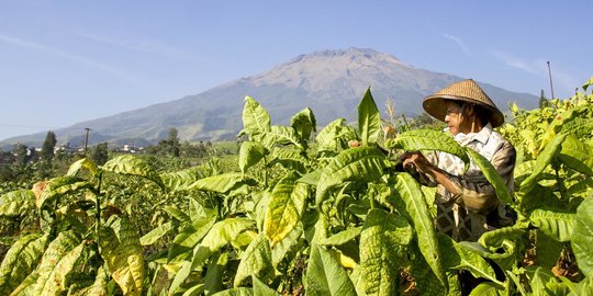 Petani Tembakau Minta Dukungan Pemerintah Jaga Keberlangsungan di Tengah Pandemi