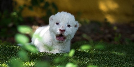 Lucunya Bayi Singa Putih Pertama yang Lahir di Spanyol