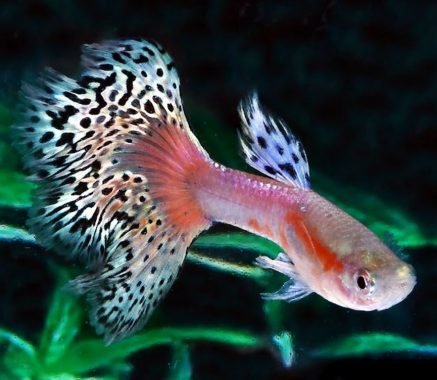 15 Jenis  Ikan  Guppy  yang Paling Banyak Dicari Ketahui 