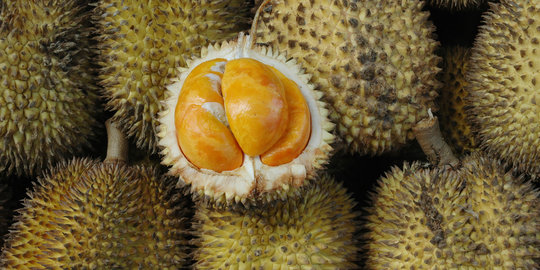 Punya Potensi Besar, Jombang Kembangkan Pertanian Durian Unggul Seluas 250 Hektare