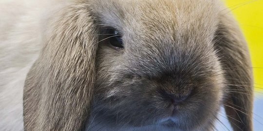 9 Jenis-jenis Kelinci yang Cocok Dipelihara, Lucu dan Menggemaskan