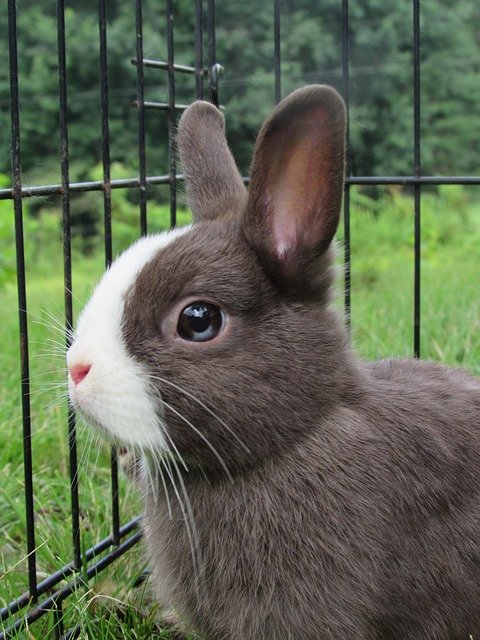 jenis kelinci netherland dwarf