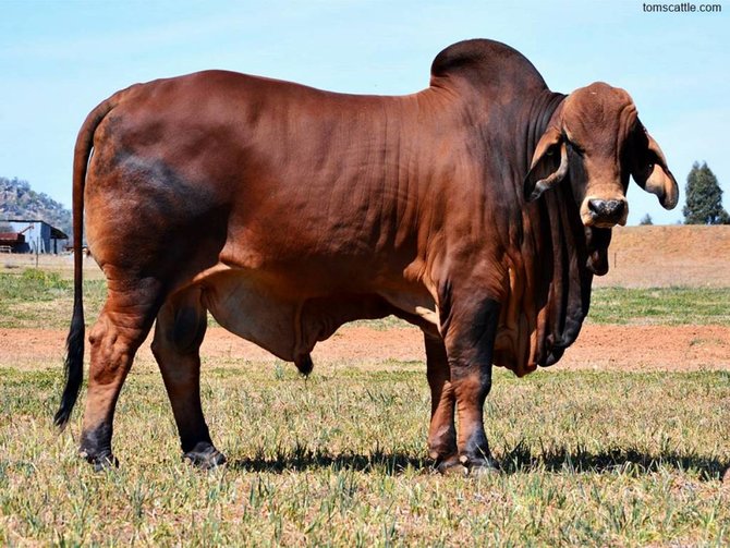 9 jenis sapi potong kualitas terbaik daging unggul bernutrisi tinggi