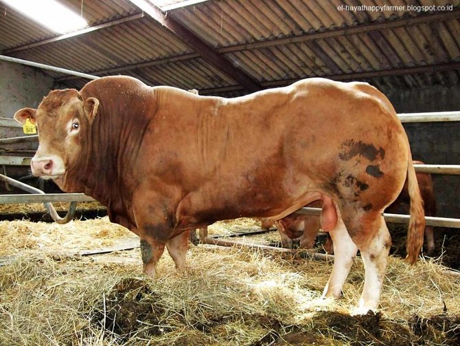 9 jenis sapi potong kualitas terbaik daging unggul bernutrisi tinggi