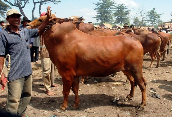 9 jenis sapi potong kualitas terbaik daging unggul bernutrisi tinggi