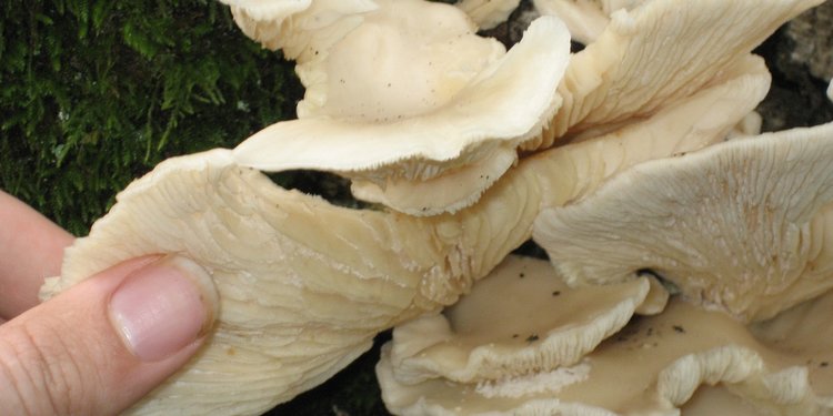 Cara Budidaya Jamur Tiram Untuk Pemula Mudah Dipraktikkan Sendiri Merdeka Com