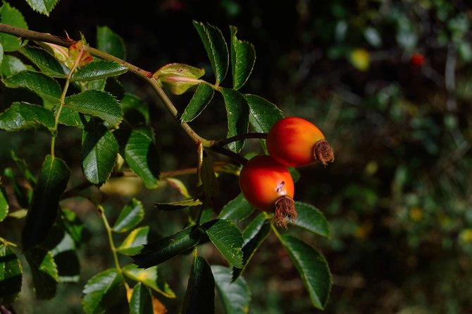 ilustrasi goji berry