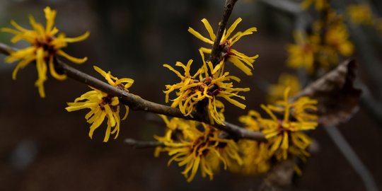 6 Manfaat Witch Hazel untuk Kesehatan Kulit