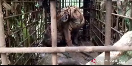 Bikin Resah Warga Kabupaten Solok, Seekor Harimau Ditangkap