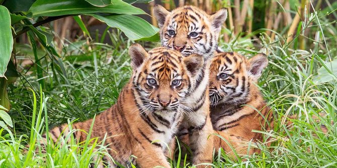 Harimau Sumatera Terkam Dua Anak Sapi di Kampar