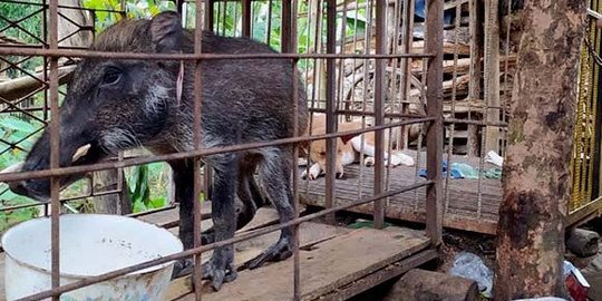 Warga Banyumas Heboh Ada Babi Hutan Berkaki Seperti Ayam