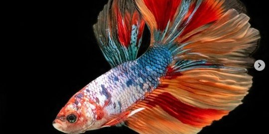 5 Cara Merawat Ikan Cupang Agar Tidak Mudah Mati Gampang Dilakukan Merdeka Com