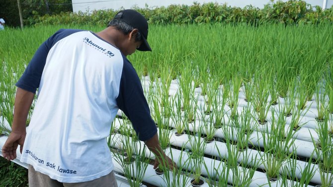 Bosan di Rumah, Pria Ini Sulap Pekarangan Rumah Jadi Lahan Pertanian