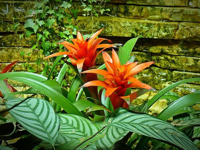 jenis tanaman hias bromeliad