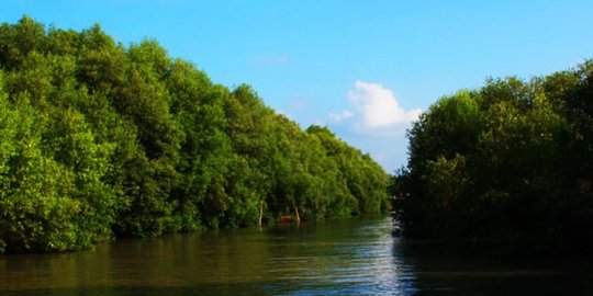 Ekowisata Mangrove Karangsong Indramayu, Destinasi Edukatif untuk Menghargai Alam