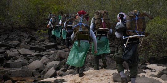 Sukses Selamatkan Spesies dari Kepunahan, Kura-kura Raksasa Akhirnya Pulang Kampung