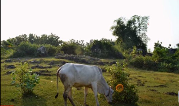 watu gajah tuban