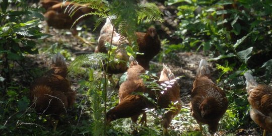 Masuki Pancaroba, Peternak Keluhkan Ayam Petelur Alami Stres